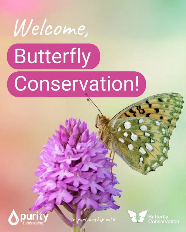 🦋 We’re delighted to welcome our new Partner, @savebutterflies, to the Purity family and we are excited to support them in raising awareness of the UK’s butterfly emergency by joining them in this year’s Big Butterfly Count.

Butterflies aren’t just beautiful, they’re pollinators, part of the food chain, and a vital indicator of biodiversity. But with 80% of UK species in long-term decline, they’re facing a perfect storm of threats.

The Big Butterfly Count runs until this Sunday, so there’s still time to take part and help build a picture of how our butterflies are doing.

👉 bigbutterflycount.butterfly-conservation.org 

 #bigbutterflycount2025 #bigbutterflycount #butterflyconservation